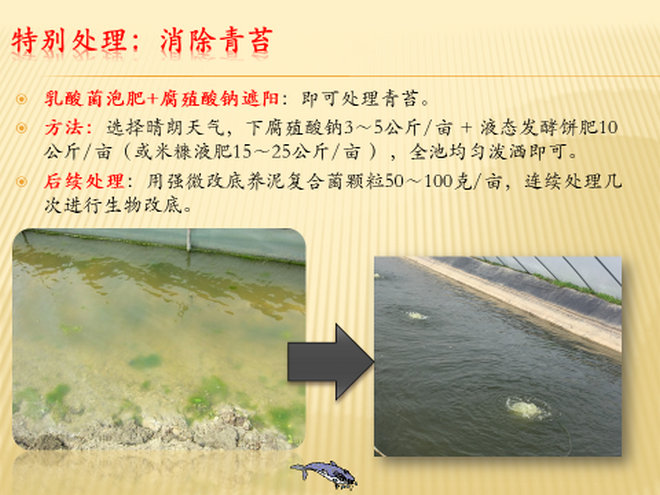 打破了水体本来建立起来的有效平衡,甲藻,裸藻等大量繁殖形成水华